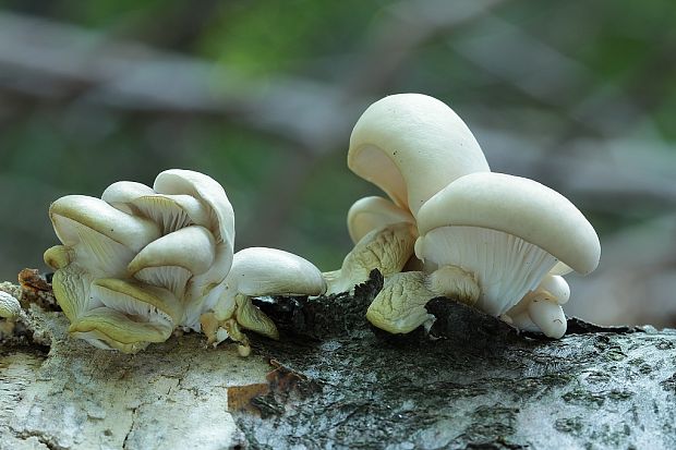 hliva buková Pleurotus pulmonarius (Fr.) Quél.