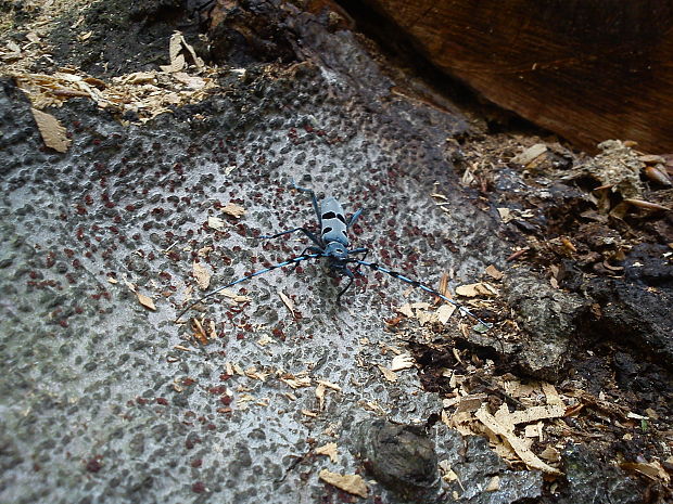 fuzáč alpský Rosalia alpina