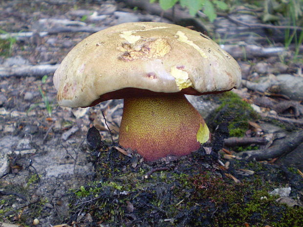 hríb purpurový Rubroboletus rhodoxanthus Kuan Zhao &amp; Zhu L. Yang