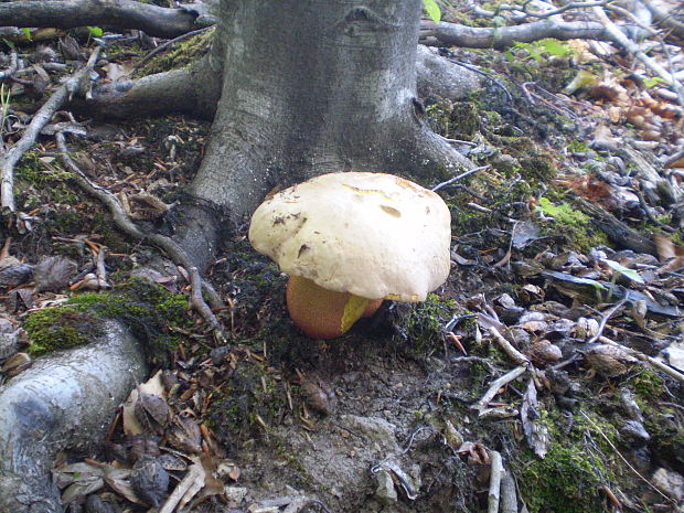 hríb purpurový Rubroboletus rhodoxanthus Kuan Zhao &amp; Zhu L. Yang