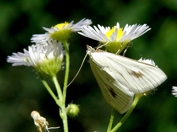 vijačka zelenkavá  Sitochroa palealis