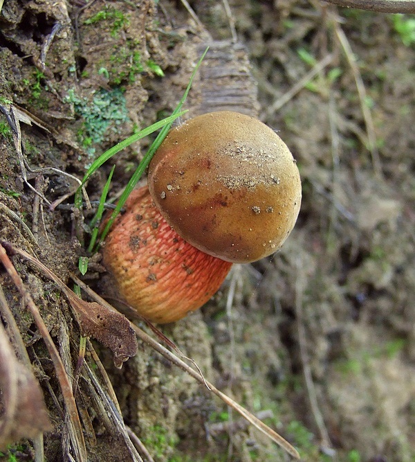 hríb siný Suillellus luridus (Schaeff.) Murrill