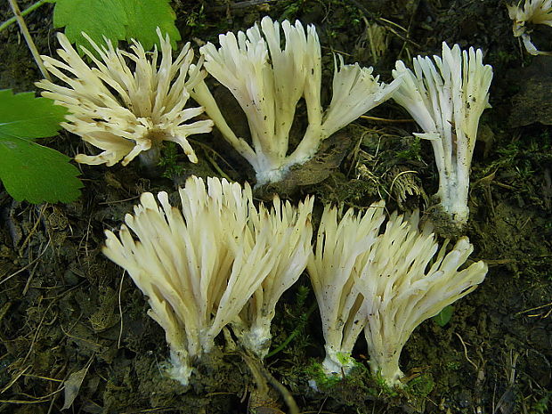 Tremellodendropsis tuberosa (Grev.) D.A. Crawford