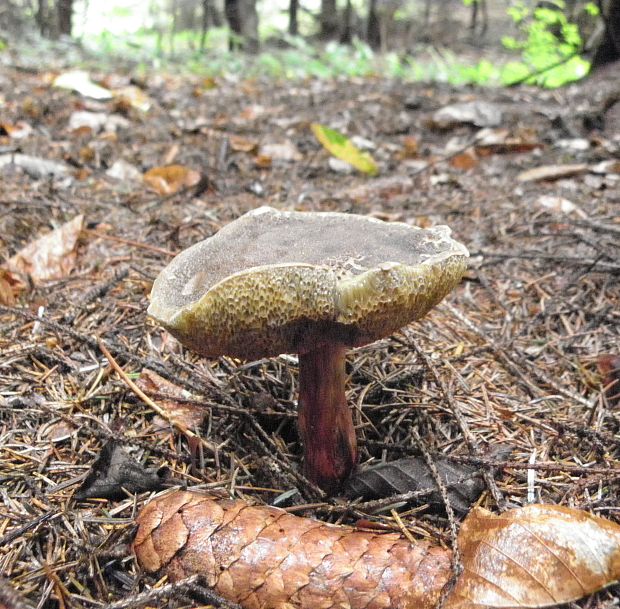 suchohríb Xerocomus sp.