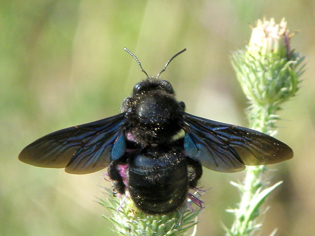 drevár fialový Xylocopa violacea