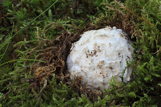 muchotrávka cisárska Amanita caesarea (Scop.) Pers.