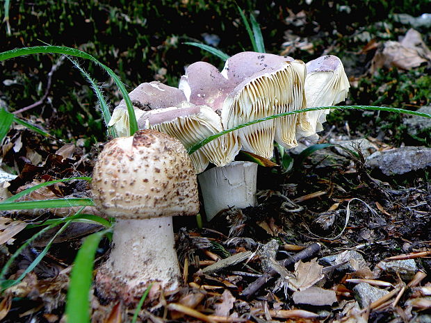 muchotrávka červenkastá + plávka Amanita rubescens + Russula sp.