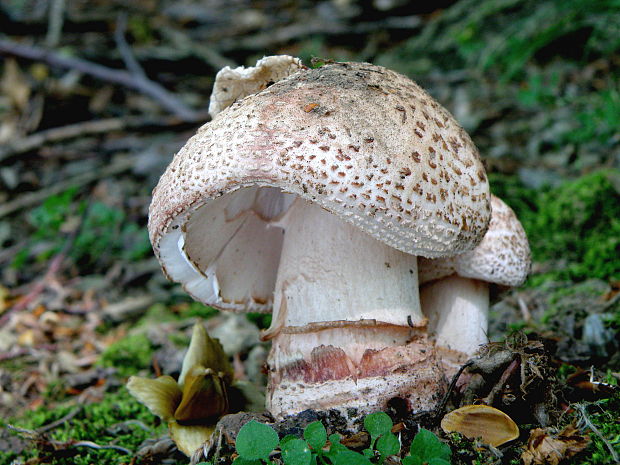 muchotrávka červenkastá Amanita rubescens Pers.