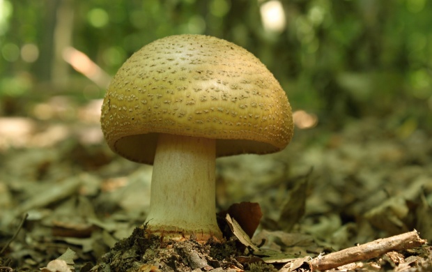 muchotrávka červenkastá Amanita rubescens Pers.