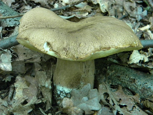 hríb dubový Boletus reticulatus Schaeff.