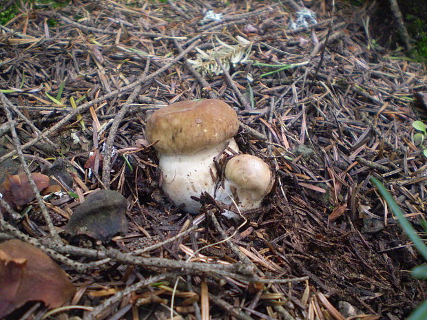 hríb dubový Boletus reticulatus Schaeff.