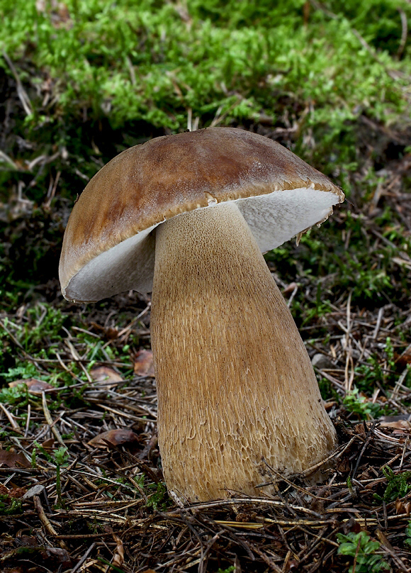 hríb dubový Boletus reticulatus Schaeff.