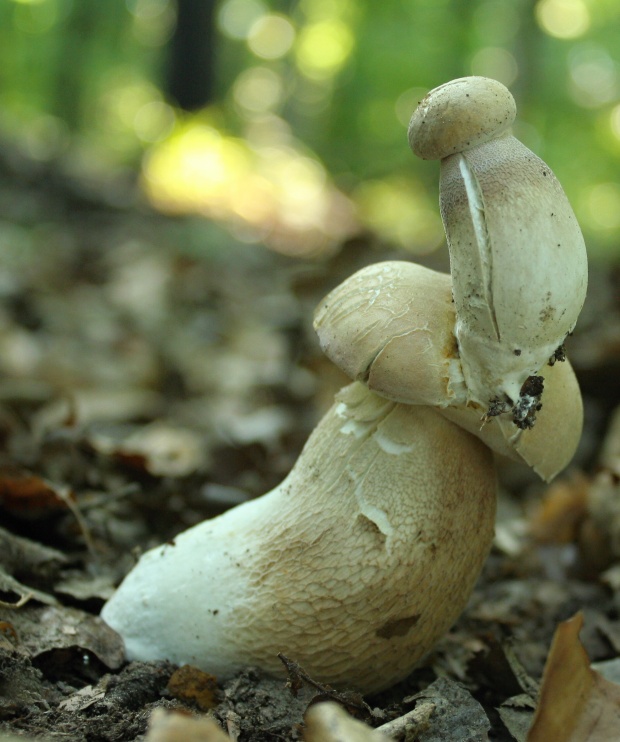 hríb dubový Boletus reticulatus Schaeff.