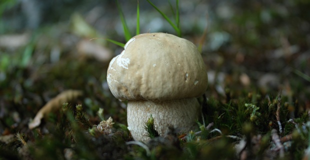 hríb dubový Boletus reticulatus Schaeff.