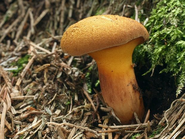 žltavec drevový Buchwaldoboletus lignicola (Kallenb.) Pilát