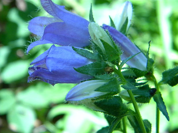 zvonček pŕhľavolistý Campanula trachelium L.