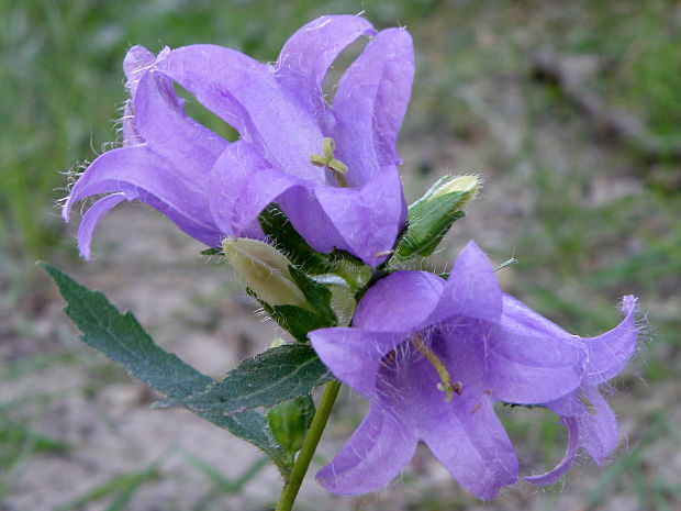 zvonček pŕhľavolistý Campanula trachelium L.