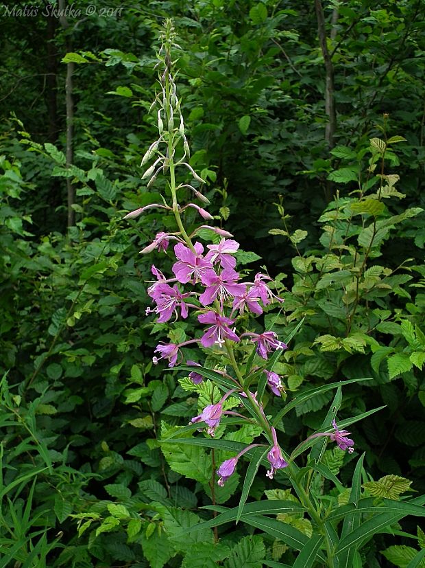 kyprina úzkolistá Chamerion angustifolium (L.) Holub