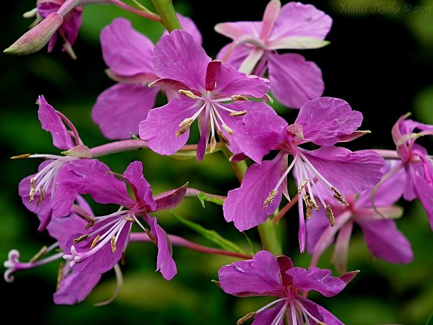 kyprina úzkolistá Chamerion angustifolium (L.) Holub