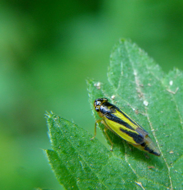 cikádka Evacanthus interruptus