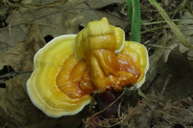 lesklokôrovka obyčajná Ganoderma lucidum (Curtis) P. Karst.