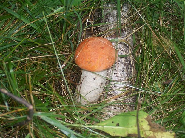 kozák osikový Leccinum albostipitatum den Bakker & Noordel.