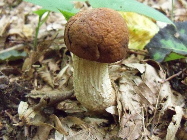 kozák Leccinum sp.