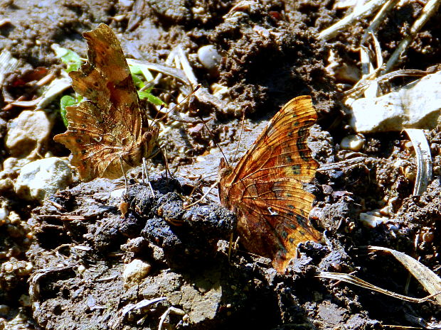 babôčka zubatokrídla  Polygonia c-album  Linnaeus, 1758