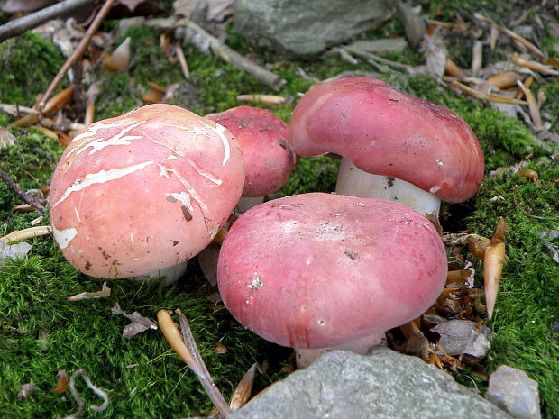 plávka úhľadná Russula rosea Pers.