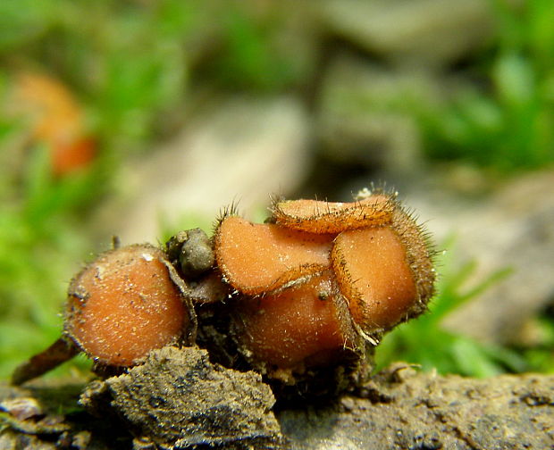 štítovnička Scutellinia sp