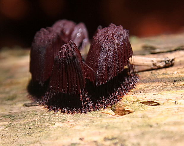 pazderka Stemonitis sp.