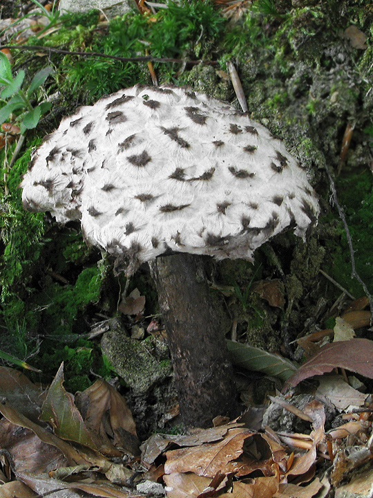 šiškovec šupinatý Strobilomyces strobilaceus (Scop.) Berk.