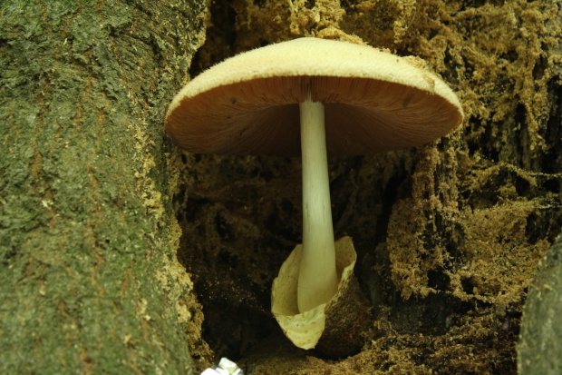 pošvovec stromový Volvariella bombycina (Schaeff.) Singer