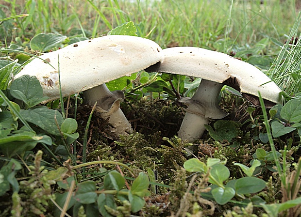 pečiarka Agaricus sp.