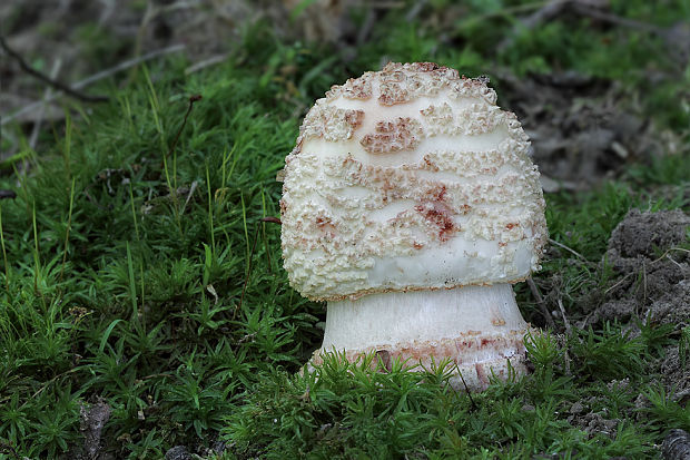 muchotrávka červenkastá Amanita rubescens Pers.