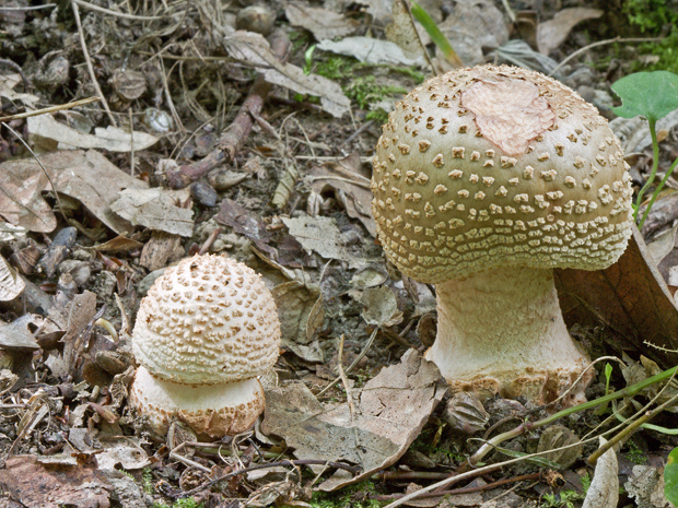 muchotrávka červenkastá Amanita rubescens Pers.