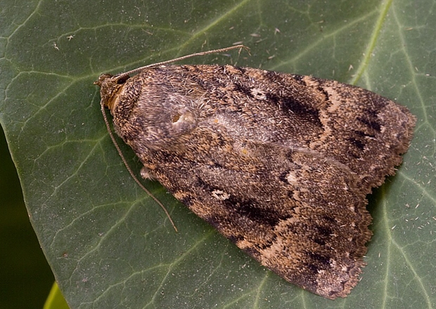 blyšťavka orgovánová Amphipyra berbera