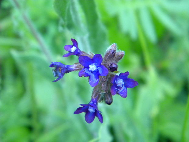 smohla lekárska Anchusa officinalis L.