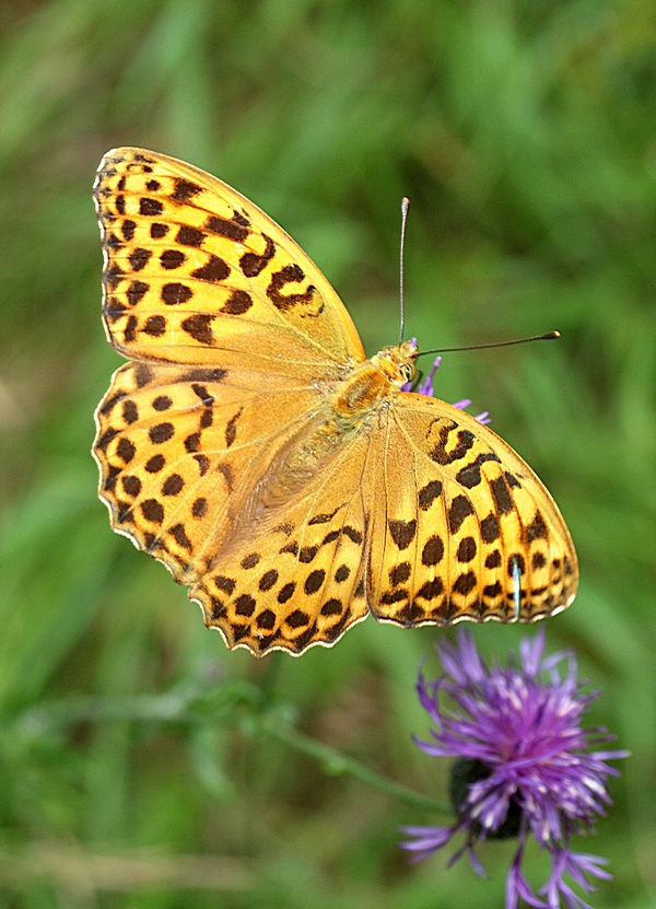 perlovec striebristopásavý Argynnis paphia