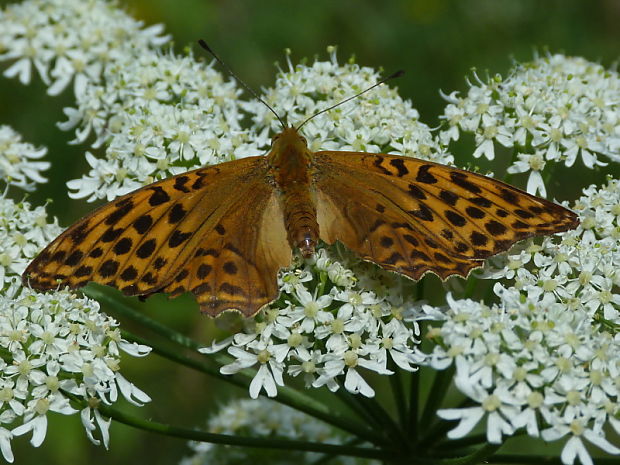 perlovec stribristopásavý Argynnis paphia