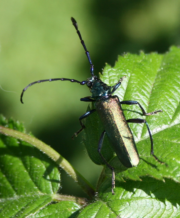 fúzáč pižmový - tesařík Aromia moschata