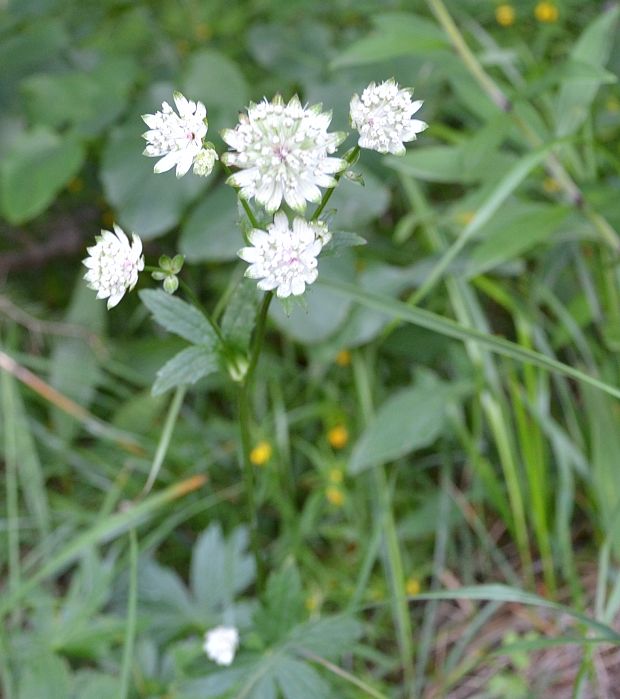 jarmanka väčšia Astrantia major L.