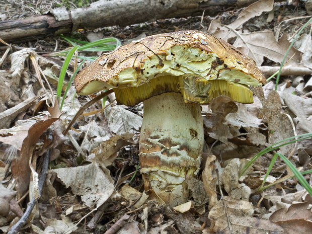 hríb príveskatý Boletus c.f. appendiculatus (Schaeff. ex Fr.) Secr.