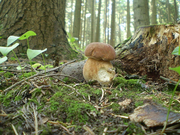 hríb dubový Boletus reticulatus Schaeff.