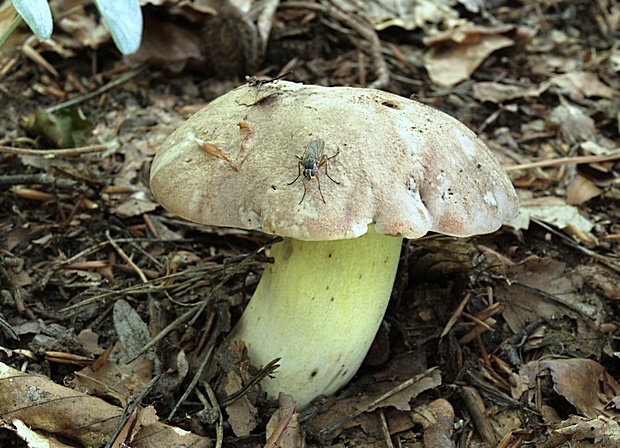 hríb striebristý Butyriboletus fechtneri (Velen.) D. Arora & J.L. Frank