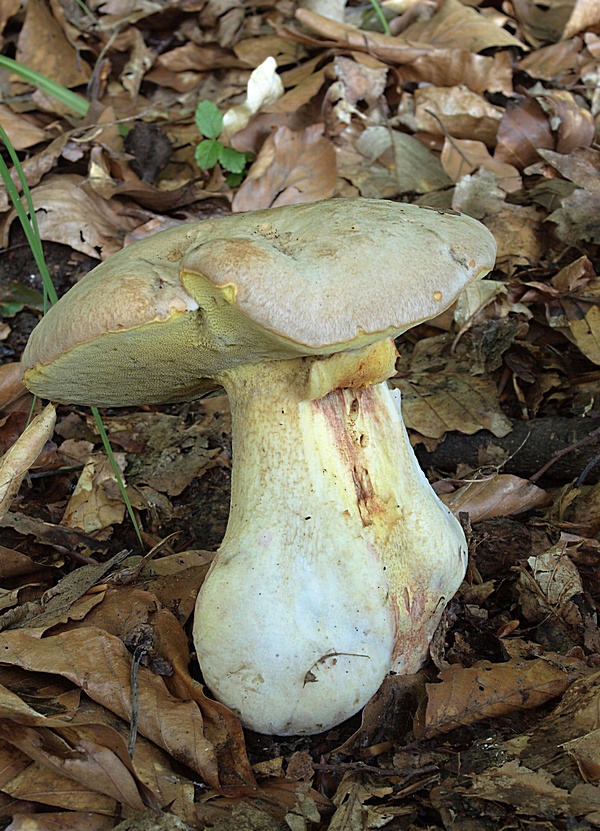 hríb striebristý Butyriboletus fechtneri (Velen.) D. Arora & J.L. Frank