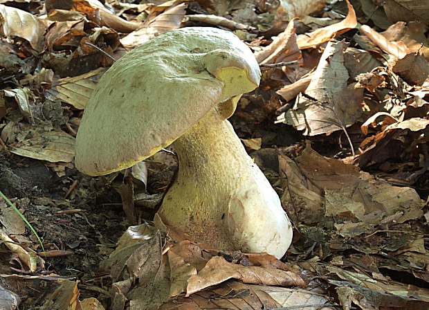 hríb striebristý Butyriboletus fechtneri (Velen.) D. Arora & J.L. Frank