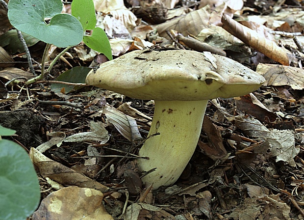 hríb striebristý Butyriboletus fechtneri (Velen.) D. Arora & J.L. Frank