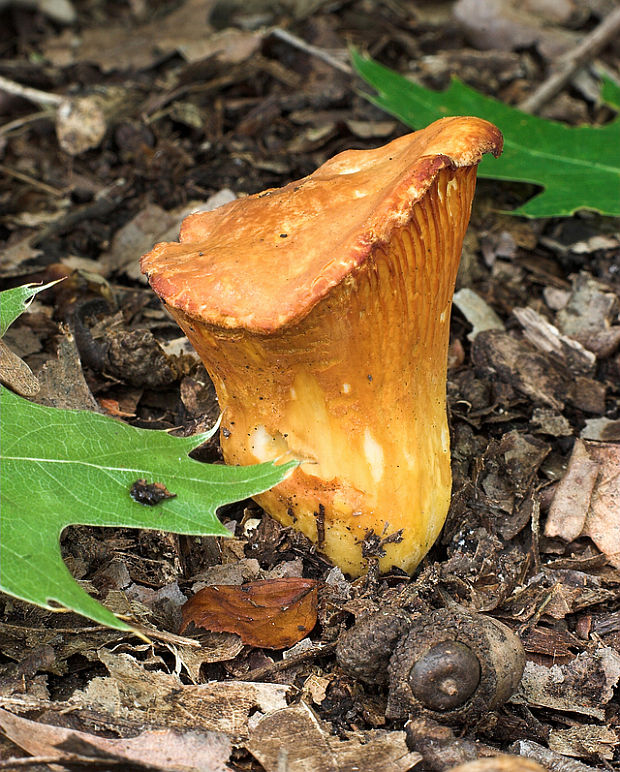 kuriatko jedlé Cantharellus cibarius Fr.