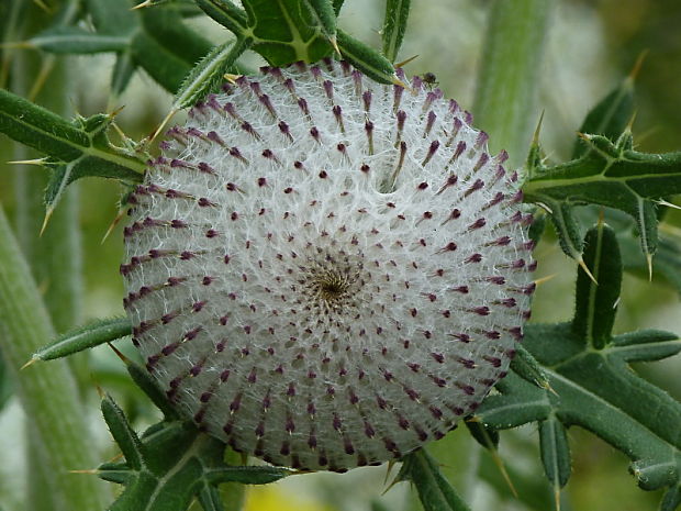 pichliač bielohlavý Cirsium eriophorum (L.) Scop.